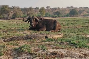 Day Trip from Victoria Falls: Chobe NP Land and River Safari
