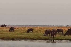 Day Trip from Victoria Falls: Chobe NP Land and River Safari