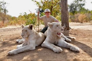 Elephant, lion and cheetah experience