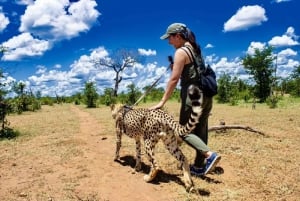 Elephant, lion and cheetah experience