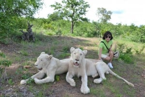 Elephant, lion and cheetah experience