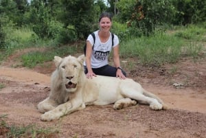 Elephant, lion and cheetah experience