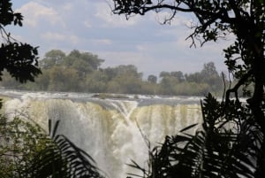 From Livingstone: Day Trip to Victoria Falls, Zimbabwe