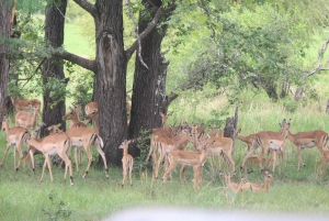 From Livingstone: Mosi oa Tunya Park Game Drive