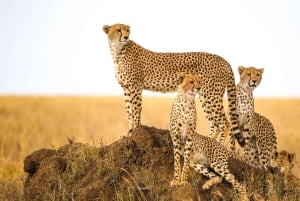 From Namibia to Zimbabwe: 15-Day Guided Lodge Tour