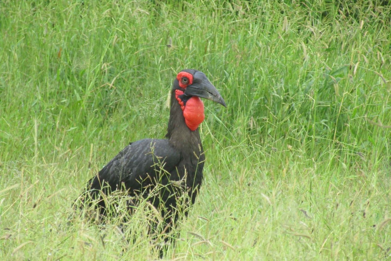 From Victoria Falls: Chobe Day Safari with Buffet Lunch