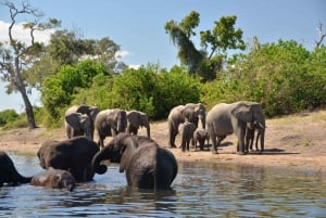 From Victoria Falls Chobe Extended Full Day Safari