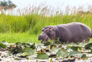 From Victoria Falls: Chobe Half Day Game Drive