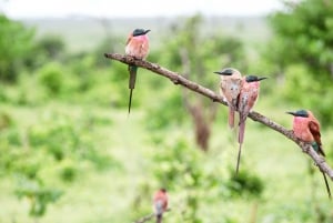 From Victoria Falls: Chobe Half Day Game Drive