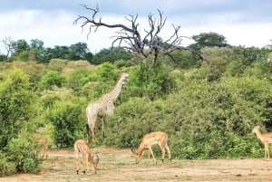 From Victoria Falls: Chobe Half Day Game Drive