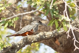 From Victoria Falls: Chobe Half Day Game Drive