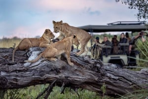 From Victoria Falls: Chobe & Namibian Island Tour with Lunch