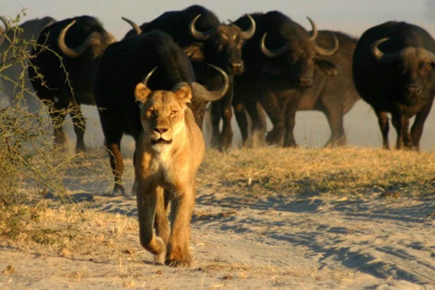 Depuis les chutes Victoria : Excursion d'une journée dans le parc national de Chobe