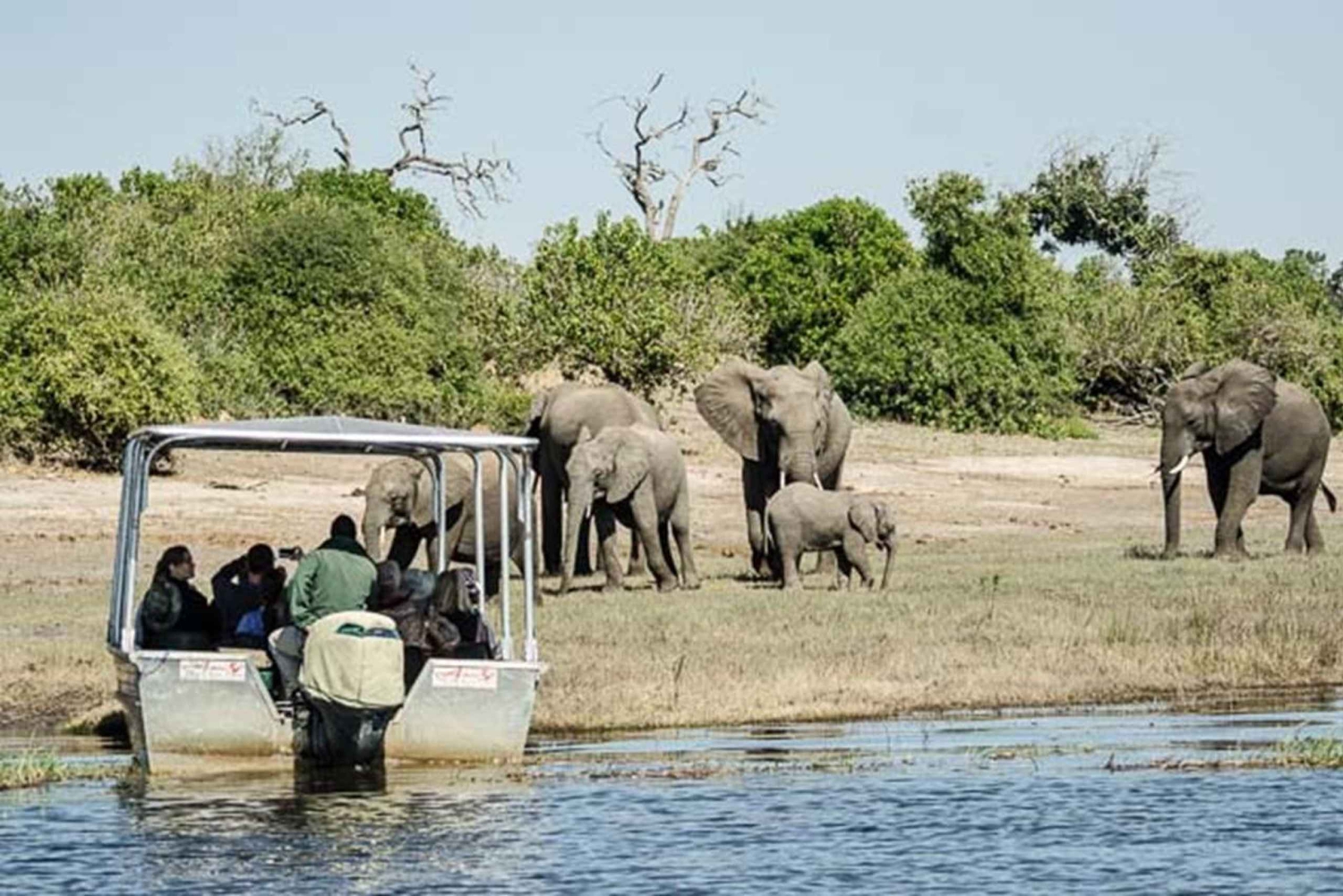 Depuis les chutes Victoria : Excursion d'une journée dans le parc national de Chobe