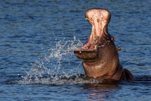 Cataratas Victoria: Excursión de un día al Parque Nacional de Chobe con almuerzo