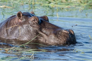 Depuis les chutes Victoria : Excursion d'une journée dans le parc national de Chobe