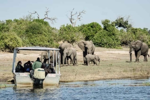 Depuis les chutes Victoria : Excursion d'une journée dans le parc national de Chobe
