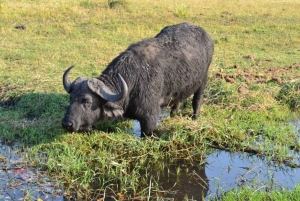 From Victoria Falls: Chobe National Park Safari and Cruise