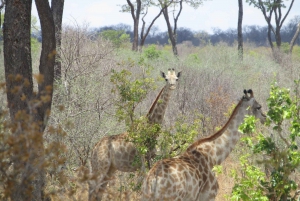 From Victoria Falls: Chobe National Park Small Group Tour