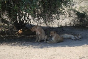 From Victoria Falls: Chobe National Park Small Group Tour