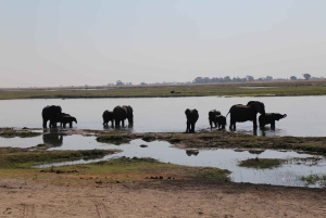 Safari de un día en el Parque Nacional de Chobe desde Victoria Falls