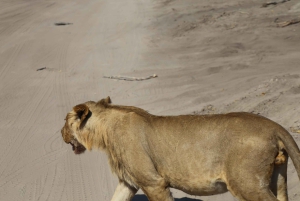 Safari de un día en el Parque Nacional de Chobe desde Victoria Falls