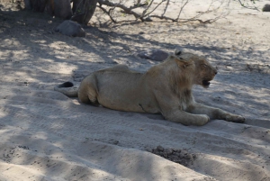 Safari de un día en el Parque Nacional de Chobe desde Victoria Falls