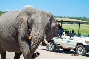 From Victoria Falls: Full Chobe Day trip to Chobe, Botswana