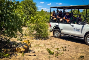 From Victoria Falls: Full Chobe Day trip to Chobe, Botswana