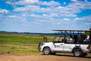 From Victoria Falls: Full Chobe Day trip to Chobe, Botswana