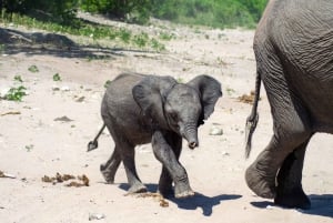 From Victoria Falls: Full Chobe Day trip to Chobe, Botswana