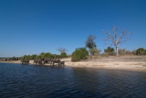 From Victoria Falls: Full Chobe Day trip to Chobe, Botswana