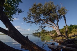 From Victoria Falls: Full Chobe Day trip to Chobe, Botswana