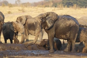 Von Victoria Falls aus: Pirschfahrt und Nashornwanderung (Sambia)