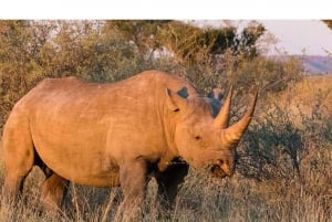 Von Victoria Falls aus: Pirschfahrt und Nashornwanderung (Sambia)