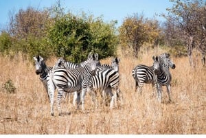 Von Victoria Falls aus: Pirschfahrt und Nashornwanderung (Sambia)