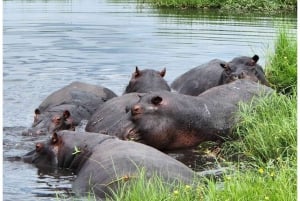 Von Victoria Falls aus: Pirschfahrt und Nashornwanderung (Sambia)