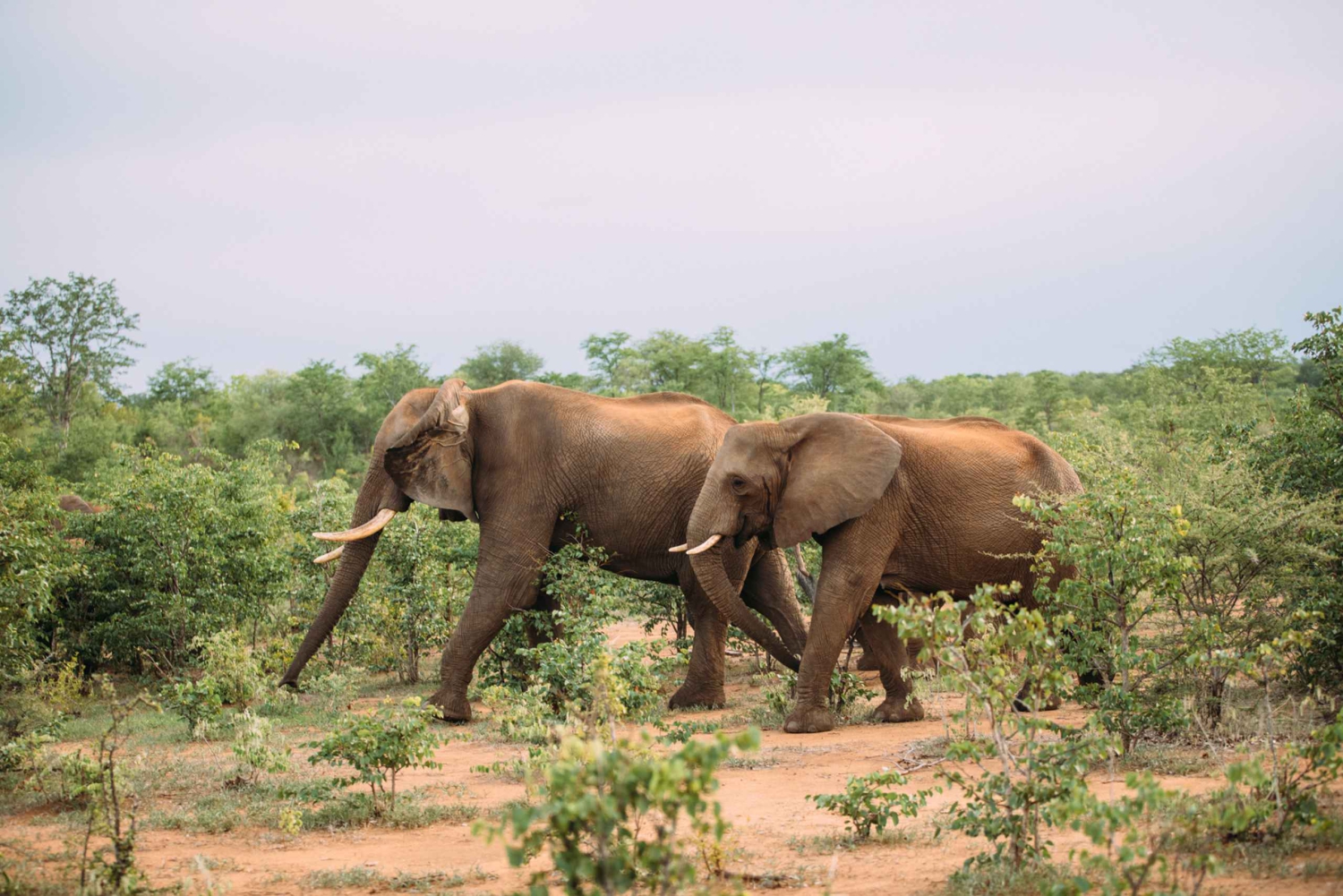 Au départ de Victoria Falls : Safari d'une journée et d'une nuit à Hwange