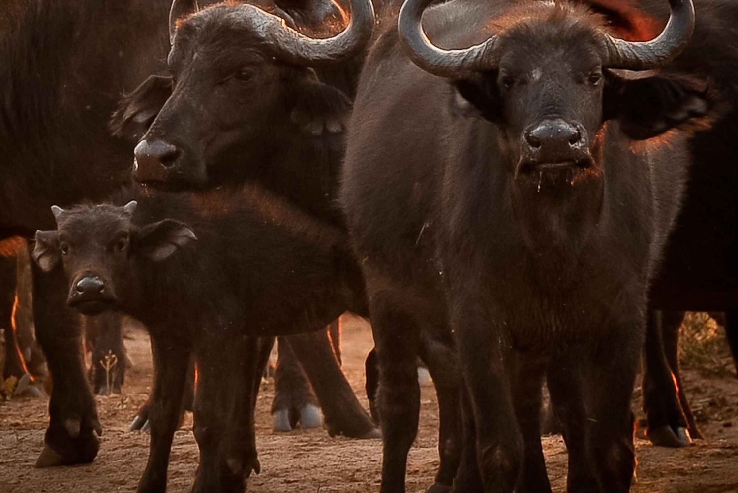 Au départ de Victoria Falls : Safari d'une journée et d'une nuit à Hwange