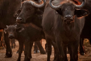 Au départ de Victoria Falls : Safari d'une journée et d'une nuit à Hwange