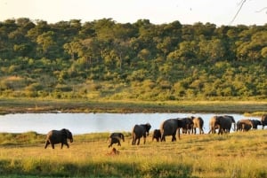 From Victoria Falls: Hwange National Park Day Trip & Safari