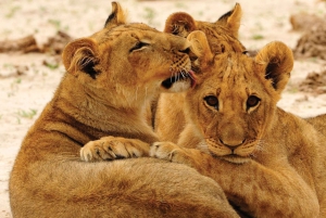 ビクトリアフォールズからワンゲ国立公園日帰りツアー＆サファリ