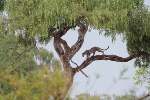 From Victoria Falls: Hwange National Park Small Group Tour