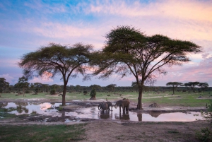 From Victoria Falls: Hwange National Park Small Group Tour