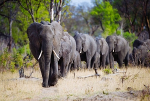 From Victoria Falls: Hwange National Park Small Group Tour