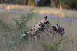 From Victoria Falls: Hwange National Park Small Group Tour