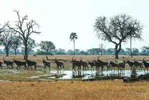 From Victoria Falls: Hwange National Park Small Group Tour
