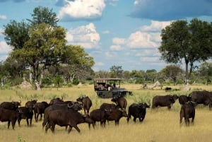 From Victoria Falls: Hwange National Park Small Group Tour