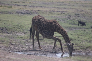 From Victoria Falls: Sunrise to Sunset Chobe Safari
