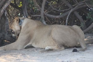 From Victoria Falls: Sunrise to Sunset Chobe Safari